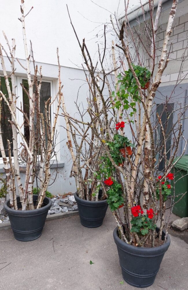 Deko-Bäume stehen zum Abholen bereit und werden bei den Eingängen in die Zelte aufgestellt.